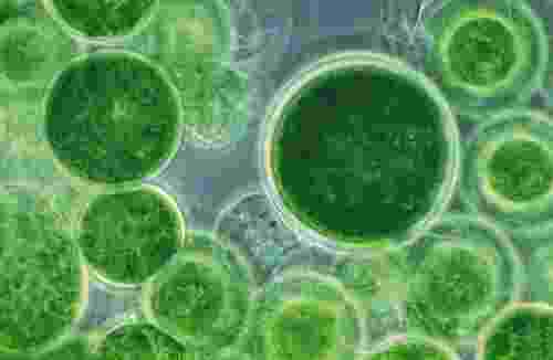 Microscopic image of green microalgae cells